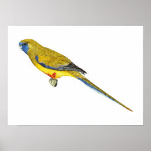 Blue Bonnet Parrot - Northiella haematogaster Posters