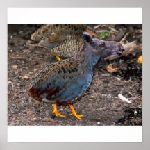Blue-breasted Quailmoose poster