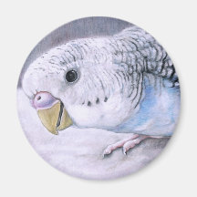 "Blue Budgie" Bird Art Magnet