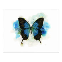 Blue Butterfly Any Occasion Stationery Post Cards
