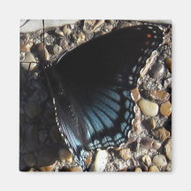 Blue Butterfly Fridge Magnets