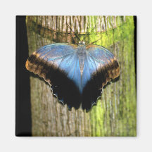 Blue Butterfly Magnet