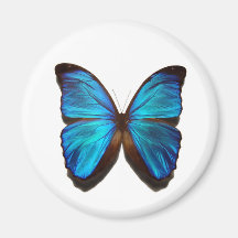 blue butterfly refrigerator magnets