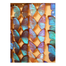 BLUE BUTTERFLYS POST CARDS