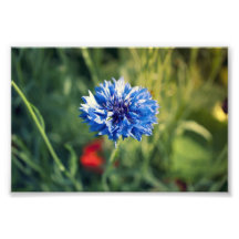Blue Button Photo