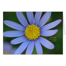 Blue Daisy - California Gardens Card