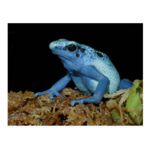 Blue Dart Frog (Dendrobates azureus).jpg Post Cards
