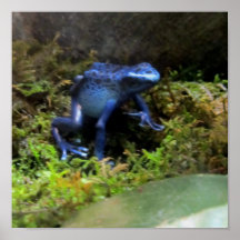 Blue Dart Frog Print