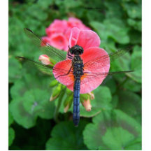 Blue dragonfly on pink flower green background photo cutouts