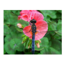 Blue dragonfly on pink flower green background post card