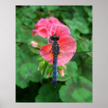 Blue dragonfly on pink flower green background poster