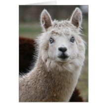Blue-Eyed Alpaca Card