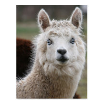 Blue-Eyed Alpaca Postcards