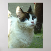 Blue Eyed Dia Kitty Print