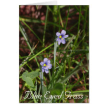 Blue Eyed Grass Card