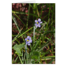 Blue Eyed Grass Cards