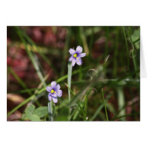 Blue - Eyed - Grass Greeting Cards