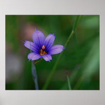 Blue Eyed Grass Poster