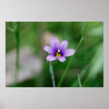 Blue Eyed Grass Poster