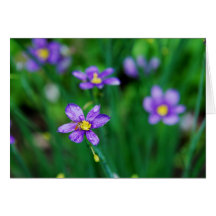 Blue-eyed Oat Grass Card