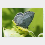 Blue Faerie in the Garden cards