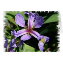 Blue flag,Wild Iris Card
