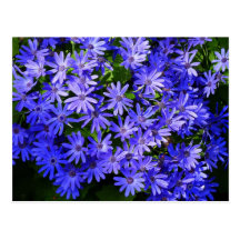 Blue Flowers Postcard