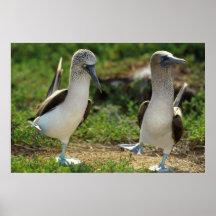Blue footed Boobies feet poster