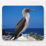 Blue-footed booby, Espaniola Island, Galapagos Mouse Pads
