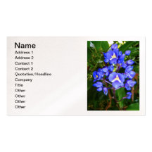 Blue Ginger Business Cards