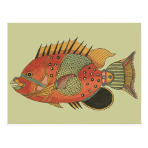 Blue Girdled Angelfish Postcard