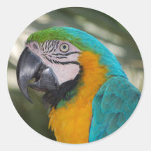 Blue & Gold Macaw Parrot Stickers