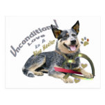 Blue Heeler Unconditional Love Postcards