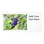 Blue Hummingbird Photo Personalised Photo Card