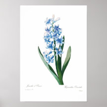 Blue Hyacinth Posters