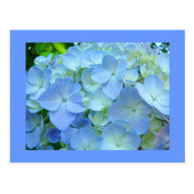 Blue Hydrangea Flowers postcards Floral Hydrangeas