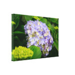 Blue Hydrangea Gallery Wrap Canvas