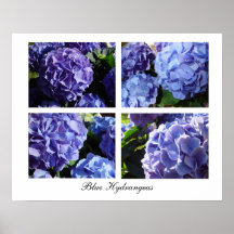 Blue Hydrangea mix, Blue Hydrangeas Poster