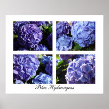 Blue Hydrangea mix, Blue Hydrangeas Poster
