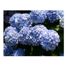 Blue Hydrangea Postcard