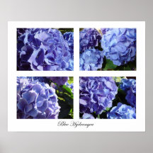 blue hydrangea print