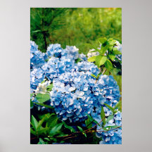 Blue Hydrangea Poster