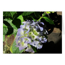 Blue Hydrangeas Cards