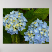Blue Hydrangeas Poster