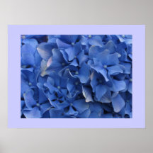 Blue Hydrangeas Print