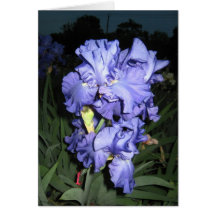 Blue Iris Cluster At Dusk Greeting Cards