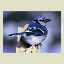 Blue Jay Bird Lovers cards