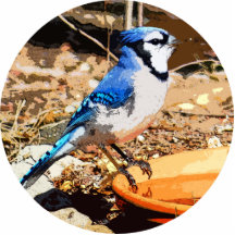 Blue Jay Cut Out