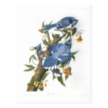 Blue Jay, John James Audubon Postcard