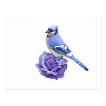Blue Jay on Rose Postcards